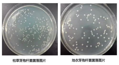 地衣芽孢桿菌和枯草芽孢桿菌菌落對比圖片